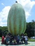 The huge cocoa. Barlovento / Rio Chico.