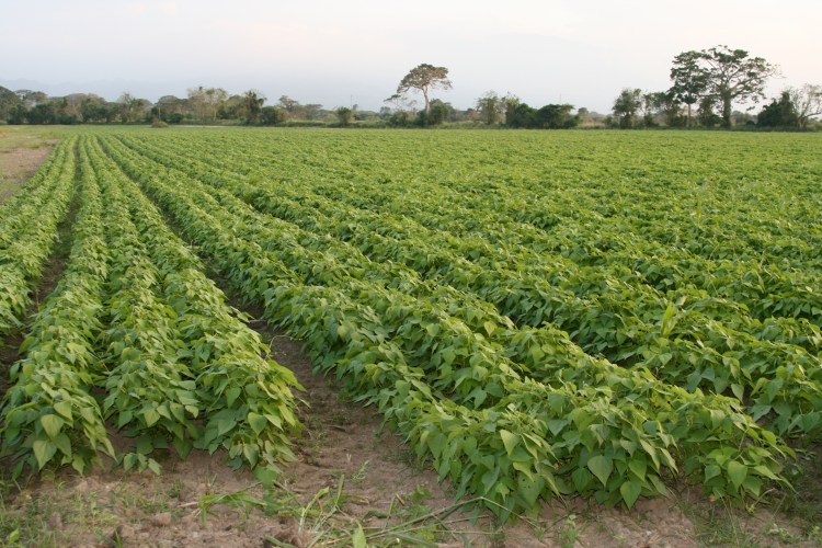 Harvest (caraotas) black beans