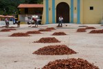 The drying of cocoa beans/Chuao.
