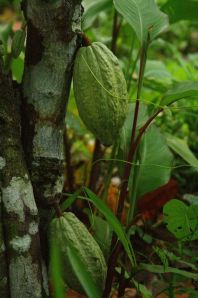 Mazorca of Cocoa