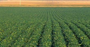 frankenfoods-gmo-459x240