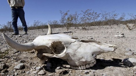 sequia-coahuila-agricultura-ganadera
