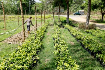 Volunteer Susana from Portugal watering the guava tree seedlings." (Marcus Murray)