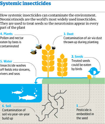 Systemic insecticides. Photograph: /Guim